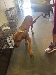 Shelter Stray Female Dog last seen , 1850 W 60th St, Los Angeles, CA 90047, USA