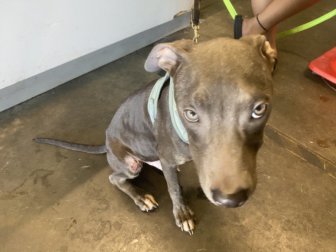 Shelter Stray Male Dog last seen , 1850 W 60th St, Los Angeles, CA 90047, USA
