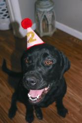 Lost Female Dog last seen Floyd Blackmon Rd off of Lesueur Rd, Tuscaloosa County, AL 35475