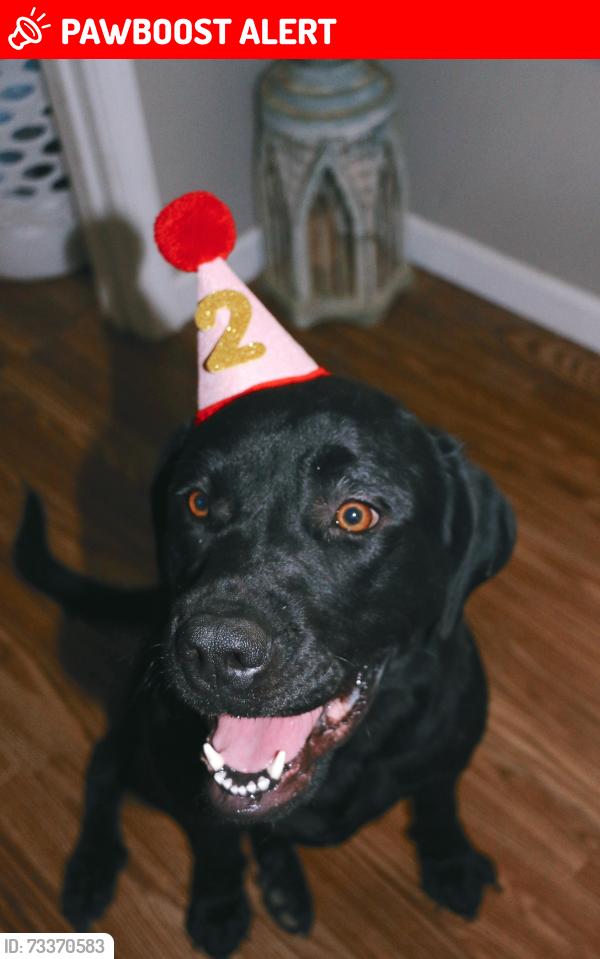 Lost Female Dog last seen Floyd Blackmon Rd off of Lesueur Rd, Tuscaloosa County, AL 35475