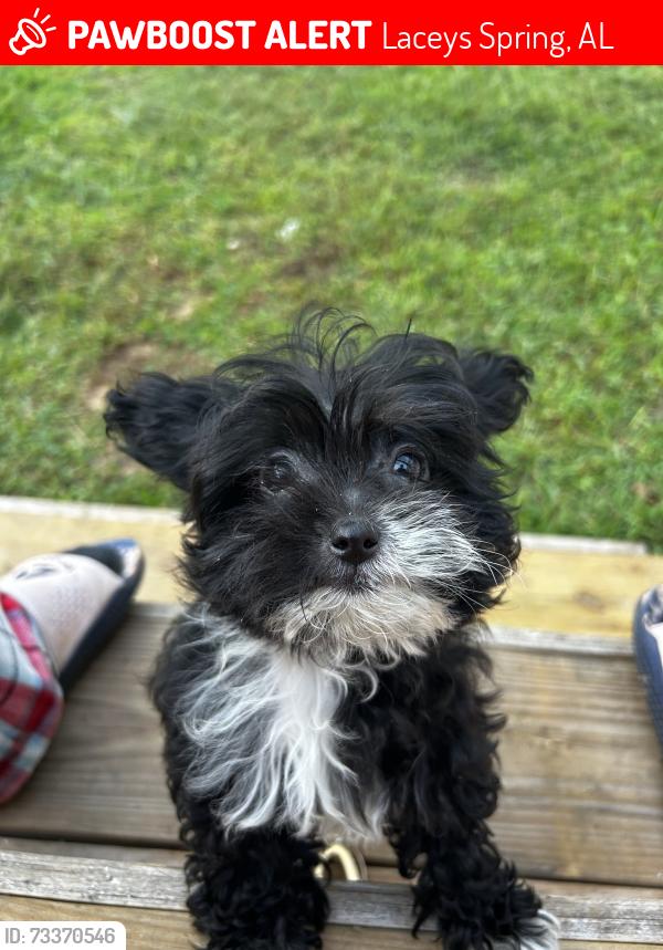 Lost Female Dog last seen Ditto landing/ Highway 36, Laceys Spring, AL 35754