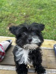 Lost Female Dog last seen Ditto landing/ Highway 36, Laceys Spring, AL 35754