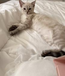 Lost Female Cat last seen meadowbrooke subdivision off 120 hwy, Temple, GA 30179