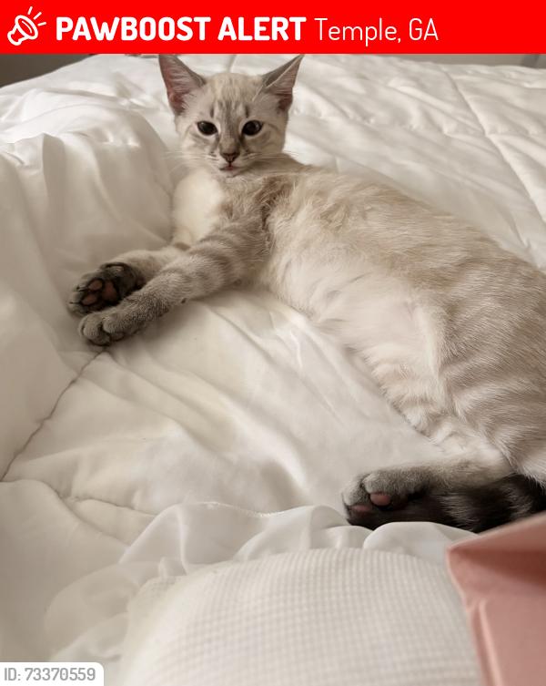 Lost Female Cat last seen meadowbrooke subdivision off 120 hwy, Temple, GA 30179