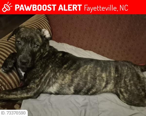 Lost Female Dog last seen Near bagdad rd Fayetteville nc 28306, Fayetteville, NC 28306