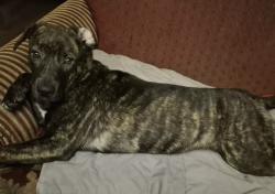Lost Female Dog last seen Near bagdad rd Fayetteville nc 28306, Fayetteville, NC 28306