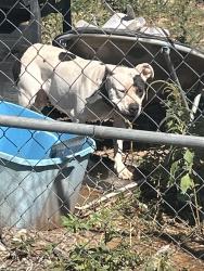 Found/Stray Female Dog last seen Longhorn dr and Shorthorn, Las Cruces, NM 88012