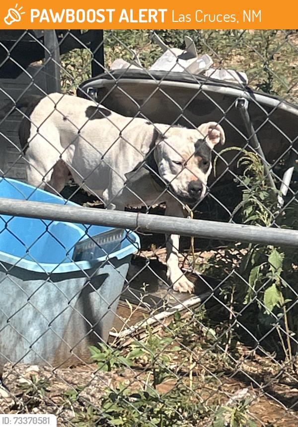 Found/Stray Female Dog last seen Longhorn dr and Shorthorn, Las Cruces, NM 88012