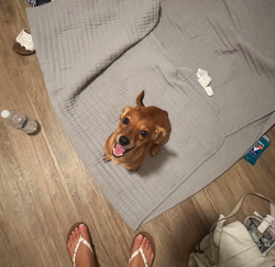 Found/Stray Male Dog last seen Wardlow and r 33rd st on lime street, Long Beach, CA 90807