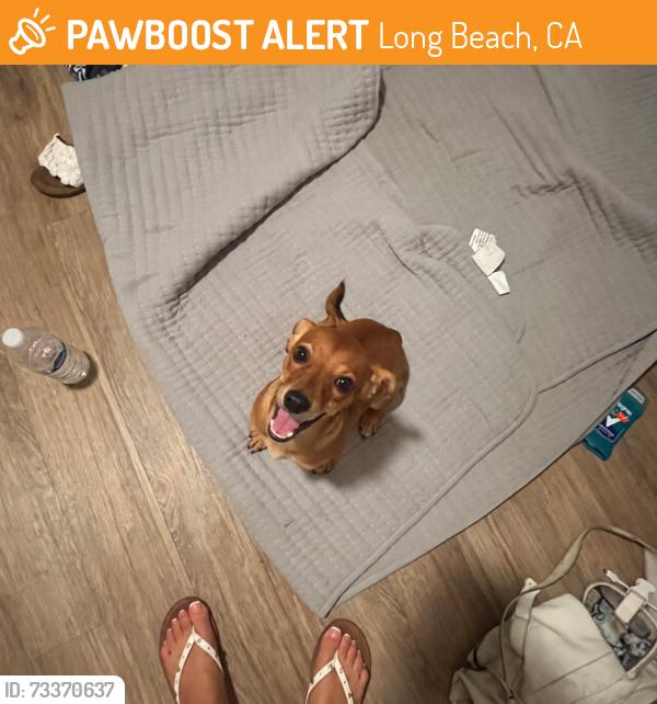 Found/Stray Male Dog last seen Wardlow and r 33rd st on lime street, Long Beach, CA 90807