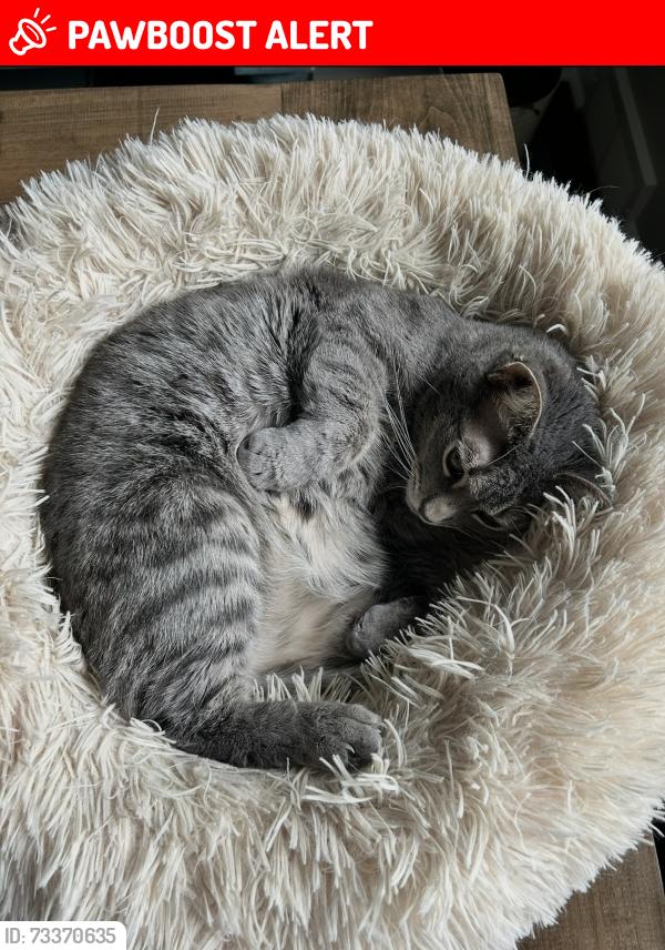 Lost Male Cat last seen Jefferson Ave, Grosse Pointe Park, MI 48230