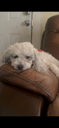 Reunited Female Dog last seen Clarendon, Dallas, TX 75208