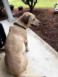 Found/Stray Male Dog last seen Arrowhead-Forest Trail and Arrow Leaf, Montgomery, AL 36117