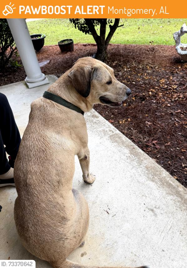 Found/Stray Male Dog last seen Arrowhead-Forest Trail and Arrow Leaf, Montgomery, AL 36117