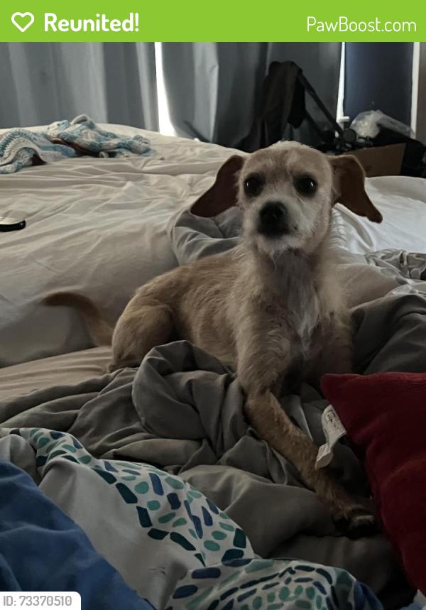 Reunited Female Dog last seen Atz and Weber, Malabar, FL 32950