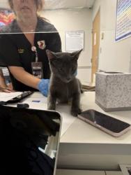 Shelter Stray Male Cat last seen , Caddo Parish, LA, 1500 Monty St, Shreveport, LA 71107, USA