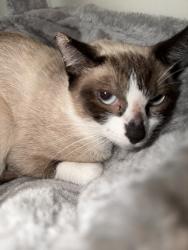Reunited Female Cat last seen Bellflower, CA 90706, USA, Bellflower, CA 90706