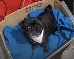 Lost Male Dog last seen jardim do estádio, Jardim do Estádio, SP 09172-010