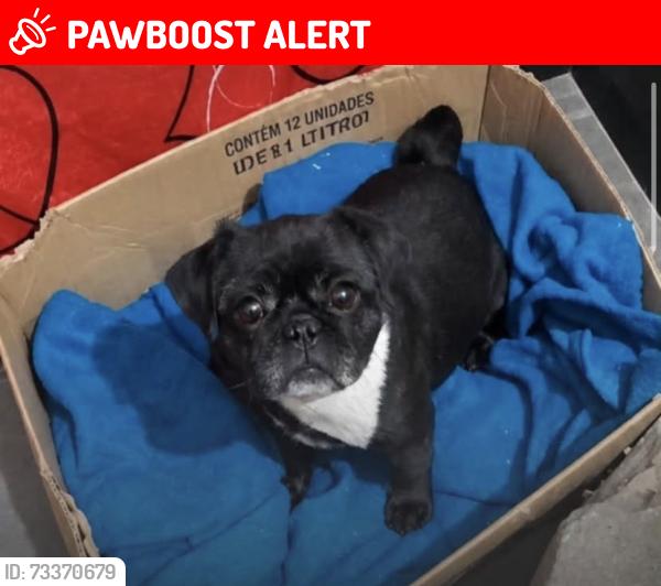 Lost Male Dog last seen jardim do estádio, Jardim do Estádio, SP 09172-010