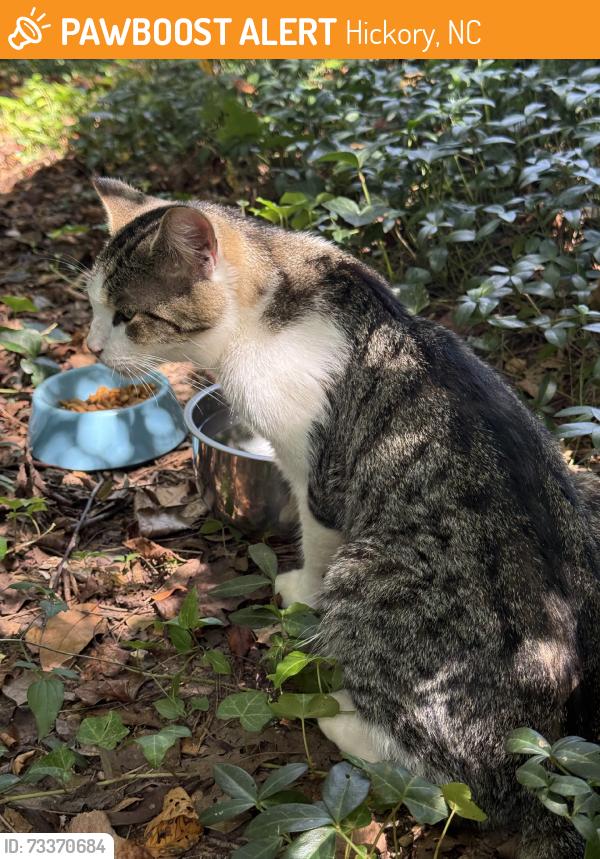 Found/Stray Male Cat last seen 19th St NE, Hickory, NC 28601
