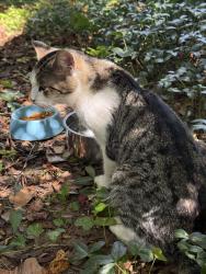 Found/Stray Male Cat last seen 19th St NE, Hickory, NC 28601