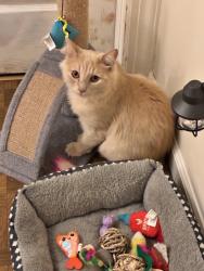 Reunited Female Cat last seen Brown Street and Morgan Avenue and Morgan Ave and Maple Ave, Yardley, PA 19067