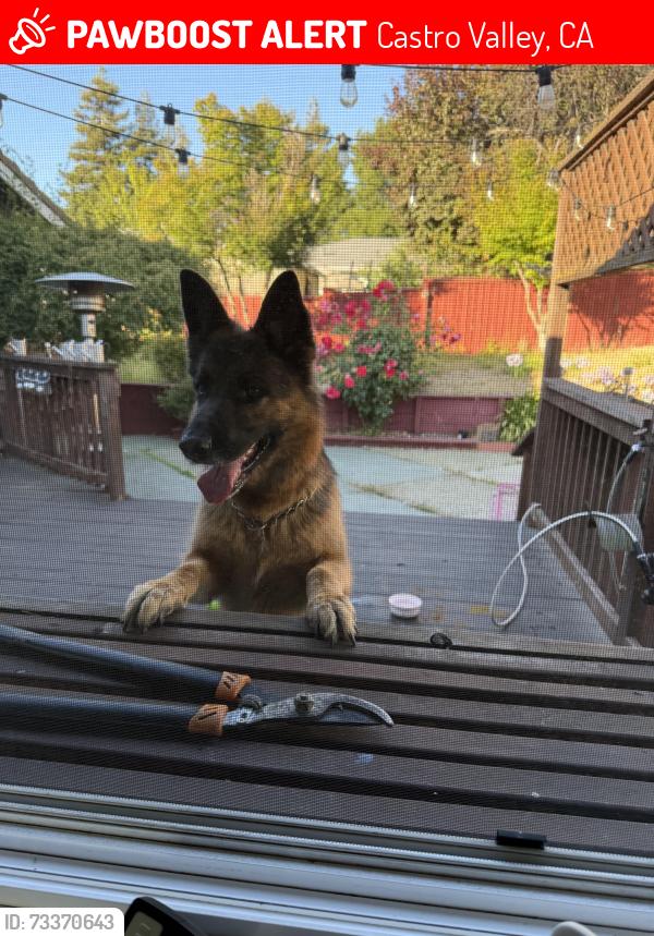 Lost Female Dog last seen Chaparral Ln, Castro Valley, CA 94541
