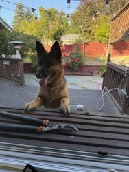 Lost Female Dog last seen Chaparral Ln, Castro Valley, CA 94541