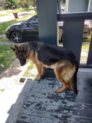 Lost Female Dog last seen 17th I35, Wichita, KS 67214