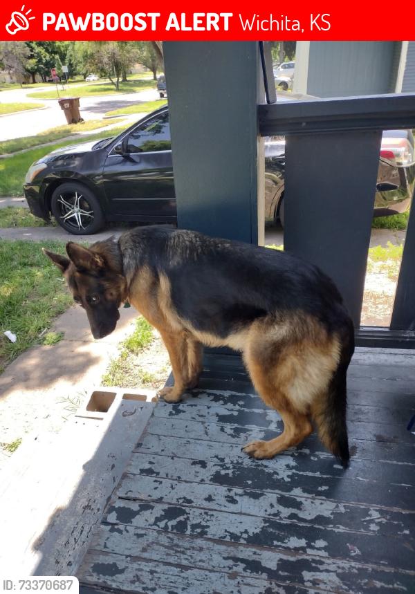 Lost Female Dog last seen 17th I35, Wichita, KS 67214
