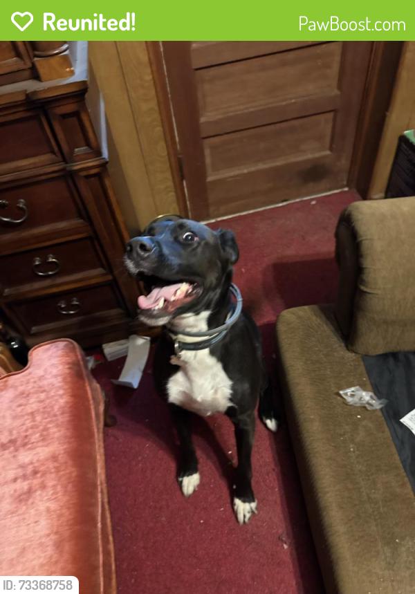 Reunited Male Dog last seen Parker and whitehorse, Greenville, SC 29617