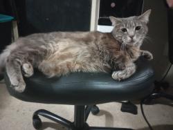 Lost Female Cat last seen Central Ave, Spring Valley, Spring Valley, CA 91977