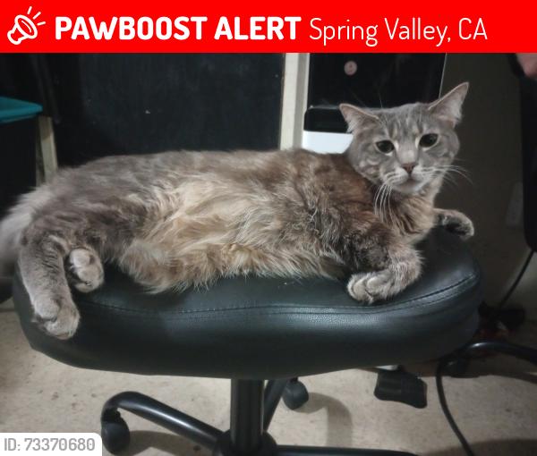Lost Female Cat last seen Central Ave, Spring Valley, Spring Valley, CA 91977