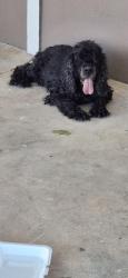 Found/Stray Male Dog last seen Waco and S. Hickory Place, Broken Arrow, OK 74011