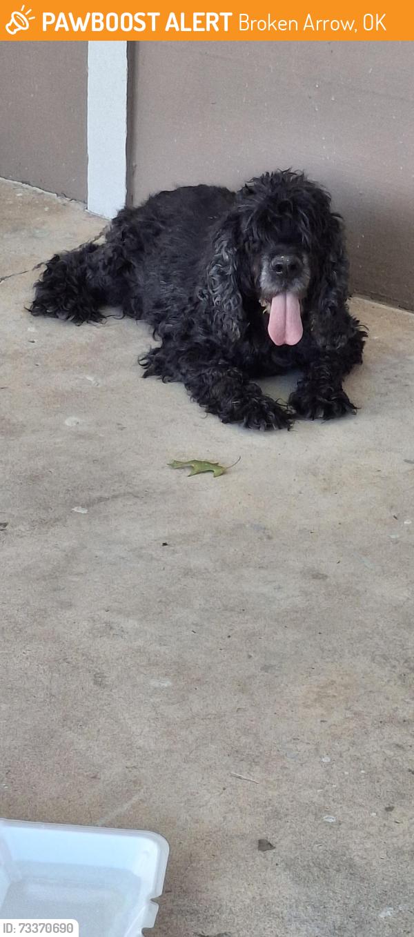 Found/Stray Male Dog last seen Waco and S. Hickory Place, Broken Arrow, OK 74011
