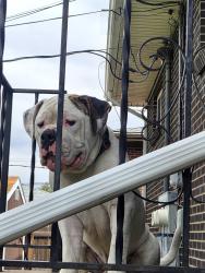 Found/Stray Male Dog last seen 6th and fraser, Aurora, CO 80011