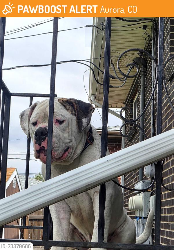 Found/Stray Male Dog last seen 6th and fraser, Aurora, CO 80011