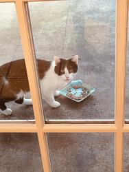 Reunited Male Cat last seen Travelers Rest, Travelers Rest, SC 29690
