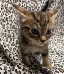 Shelter Stray Male Cat last seen Escondido, CA, 92025, Escondido, CA 92027, USA