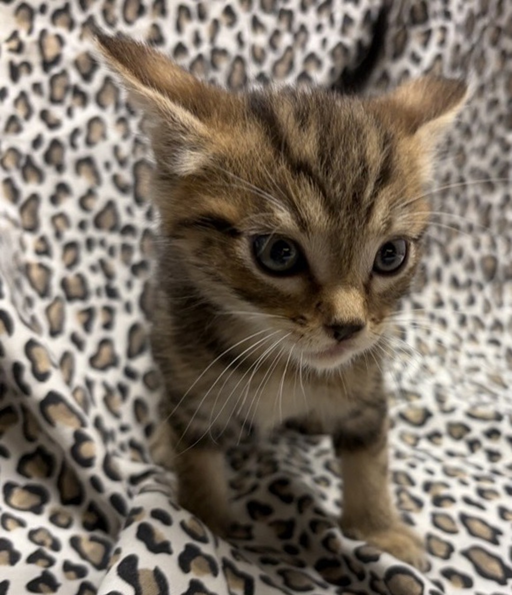 Shelter Stray Male Cat last seen Escondido, CA, 92025, Escondido, CA 92027, USA