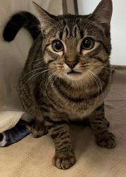 Shelter Stray Male Cat last seen food for less off of euclid, San Diego, CA, 92114, 5500 Gaines St, San Diego, CA 92110, USA