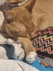 Reunited Female Cat last seen Selma North Carolina, Selma, NC 27576