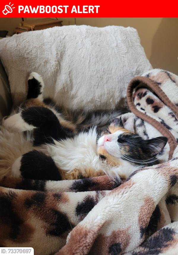 Lost Female Cat last seen Near range road 222 ardrossan, ab, Strathcona County, AB T8E 2G2