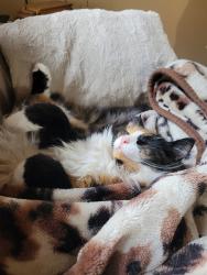 Lost Female Cat last seen Near range road 222 ardrossan, ab, Strathcona County, AB T8E 2G2