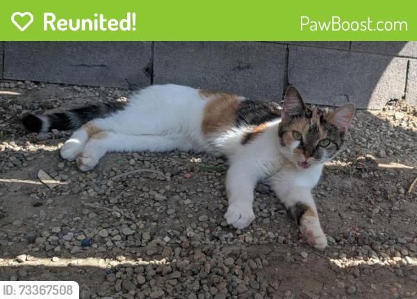 Reunited Female Cat last seen Pingree ave and Russell ave, Lincoln Park, MI 48146