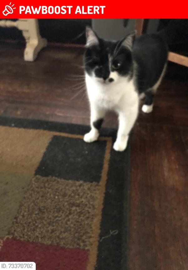 Lost Female Cat last seen Elizabeth and joseph, South Charleston, WV 25303