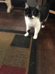 Lost Female Cat last seen Elizabeth and joseph, South Charleston, WV 25303