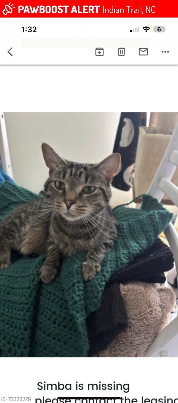 Lost Male Cat last seen Ardmore at the trail apmts, Indian Trail, NC 28079