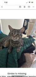 Lost Male Cat last seen Ardmore at the trail apmts, Indian Trail, NC 28079