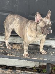 Lost Female Dog last seen Faulkner/conley, Houston, TX 77021
